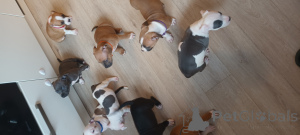 Foto №2 zu Ankündigung № 143405 zu verkaufen amerikanischer staffordshire terrier - einkaufen Niederlande züchter