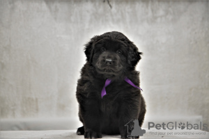 Zusätzliche Fotos: Reservierung von Welpen Hotosho/Buryat Hund