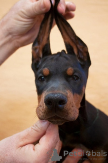 Foto №2 zu Ankündigung № 109593 zu verkaufen dobermann - einkaufen Serbien 