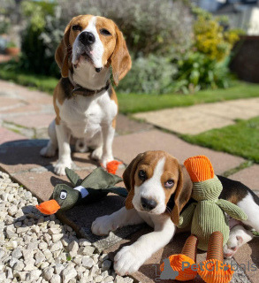 Foto №2 zu Ankündigung № 83104 zu verkaufen beagle - einkaufen Deutschland züchter