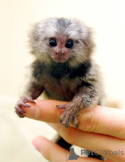 Foto №1.  - zum Verkauf in der Stadt Dolní Morava | 775€ | Ankündigung № 162666