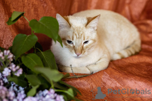 Foto №3. Eine sanfte und schöne Katze Benya als Geschenk. Weißrussland