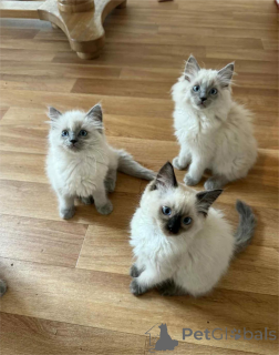 Foto №1. ragdoll-katze - zum Verkauf in der Stadt Bremen | 350€ | Ankündigung № 153372