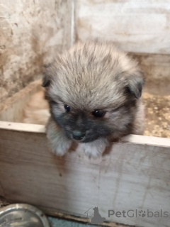 Foto №3. Pomeranian Spitz Welpen. Serbien