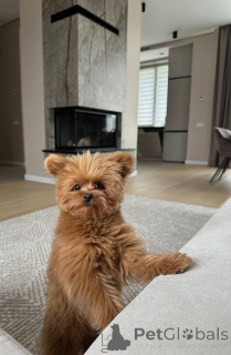 Foto №2 zu Ankündigung № 157433 zu verkaufen pudel (toy) - einkaufen Großbritannien quotient 	ankündigung