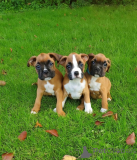 Foto №1. deutscher boxer - zum Verkauf in der Stadt Hamburg | 300€ | Ankündigung № 154995