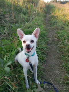 Zusätzliche Fotos: Ruhiger und sehr schöner Hund, 1 Jahr alt