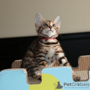 Foto №2 zu Ankündigung № 130162 zu verkaufen bengal katzenrasse - einkaufen Deutschland quotient 	ankündigung