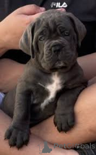 Foto №1. cane corso italiano - zum Verkauf in der Stadt Paris | 1200€ | Ankündigung № 166743