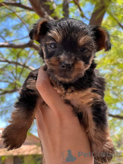 Foto №3. Entzückende Yorkshire-Terrier-Welpen mit süßem, verspieltem Charakter. Neuseeland