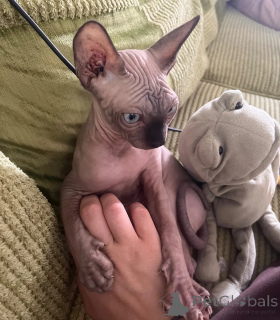 Foto №1. sphynx-katze - zum Verkauf in der Stadt Erkner | 350€ | Ankündigung № 174783