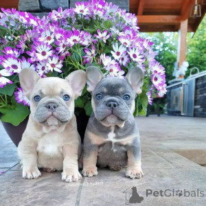 Foto №1. französische bulldogge - zum Verkauf in der Stadt Frankfurt | verhandelt | Ankündigung № 165615