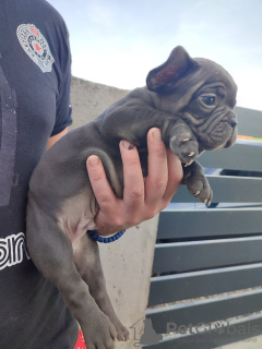 Zusätzliche Fotos: welpen der französischen bulldogge zu verkaufen