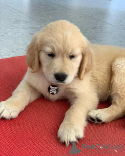 Foto №1. golden retriever - zum Verkauf in der Stadt Fanja | Frei | Ankündigung № 68271