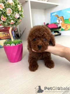 Foto №2 zu Ankündigung № 115149 zu verkaufen maltipu - einkaufen Deutschland quotient 	ankündigung