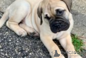 Foto №3. Bullmastiff-Welpen zu verkaufen. Finnland