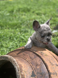 Zusätzliche Fotos: Hallo Französische Bulldoggenwelpen zu verkaufen.