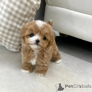 Foto №2 zu Ankündigung № 138873 zu verkaufen maltipu - einkaufen Deutschland züchter