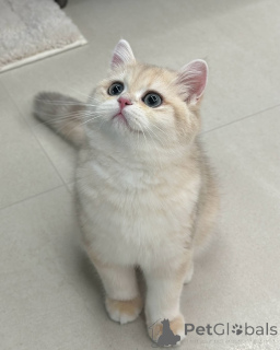 Foto №2 zu Ankündigung № 157999 zu verkaufen britisch kurzhaar - einkaufen Irland quotient 	ankündigung