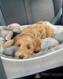 Foto №1. labradoodle - zum Verkauf in der Stadt Damöls | verhandelt | Ankündigung № 156421