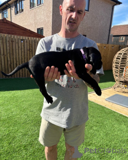 Foto №4. Ich werde verkaufen cane corso italiano in der Stadt Wiener Neustadt. züchter - preis - 299€