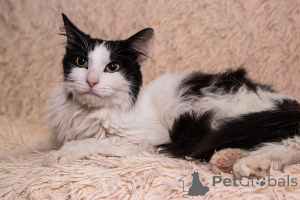 Foto №3. Intelligente Katze Eichhörnchen als Geschenk. Weißrussland