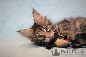 Foto №2 zu Ankündigung № 12546 zu verkaufen maine-coon-katze - einkaufen Russische Föderation vom kindergarten, züchter