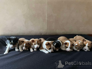 Foto №4. Ich werde verkaufen basenji in der Stadt Werbass.  - preis - Frei