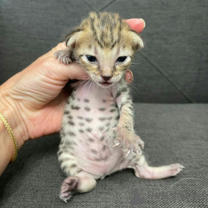 Foto №4. Ich werde verkaufen bengal katzenrasse in der Stadt Newcastle. züchter - preis - 581€