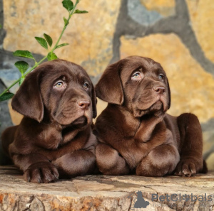 Foto №2 zu Ankündigung № 63324 zu verkaufen labrador retriever - einkaufen Polen quotient 	ankündigung