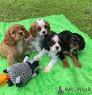 Foto №2 zu Ankündigung № 165999 zu verkaufen cavalier king charles spaniel - einkaufen Spanien quotient 	ankündigung, züchter