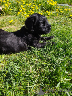 Zusätzliche Fotos: Black Russian Terrier-Welpen werden vom ältesten Zwinger in St. Petersburg, Best