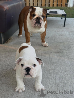Foto №1. englische bulldogge - zum Verkauf in der Stadt Badenheim | 400€ | Ankündigung № 174903