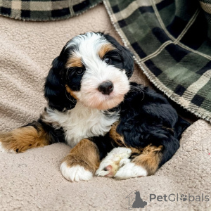 Foto №2 zu Ankündigung № 160073 zu verkaufen labradoodle - einkaufen Irland quotient 	ankündigung