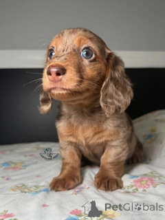 Foto №1. dackel - zum Verkauf in der Stadt Augustusburg | verhandelt | Ankündigung № 164710