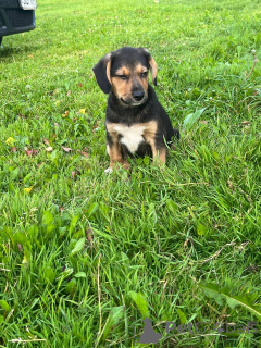 Foto №1. osteuropäischer schäferhund - zum Verkauf in der Stadt Minsk | 16€ | Ankündigung № 147273