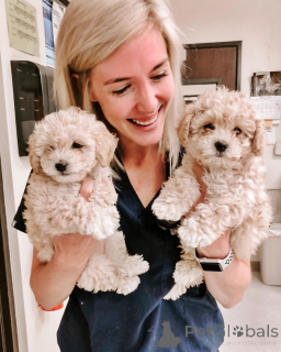 Foto №1.  - zum Verkauf in der Stadt El Paso | 531€ | Ankündigung № 147631