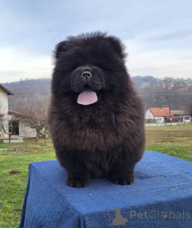 Foto №2 zu Ankündigung № 135807 zu verkaufen chow-chow - einkaufen Serbien quotient 	ankündigung
