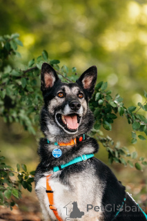 Foto №2 zu Ankündigung № 137390 zu verkaufen  - einkaufen Russische Föderation 