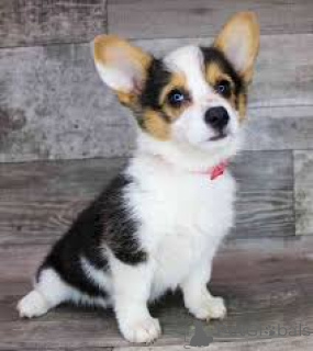 Foto №4. Ich werde verkaufen welsh corgi in der Stadt Exeter.  - preis - Frei