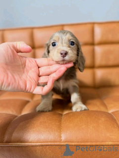 Foto №2 zu Ankündigung № 164548 zu verkaufen dackel - einkaufen Finnland quotient 	ankündigung, aus dem tierheim