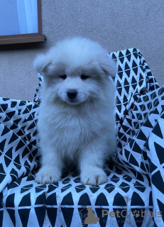 Foto №4. Ich werde verkaufen samojede (hunderasse) in der Stadt Gostyń. quotient 	ankündigung, züchter - preis - 605€