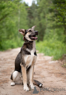Foto №2 zu Ankündigung № 145662 zu verkaufen mischlingshund - einkaufen Russische Föderation quotient 	ankündigung