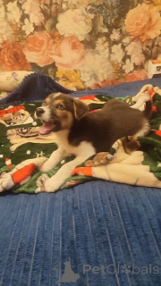 Foto №4. Ich werde verkaufen mischlingshund in der Stadt Moskwa. quotient 	ankündigung - preis - Frei