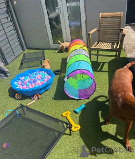 Foto №4. Ich werde verkaufen labrador retriever in der Stadt Baltimore.  - preis - 339€
