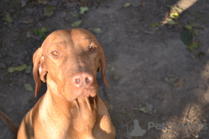 Foto №2 zu Ankündigung № 35755 zu verkaufen kurzhaariger ungarischer vorstehhund - einkaufen Ukraine quotient 	ankündigung, vom kindergarten, züchter