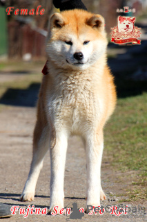 Foto №2 zu Ankündigung № 73346 zu verkaufen akita - einkaufen Ukraine züchter