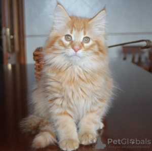 Foto №1. norwegische waldkatze - zum Verkauf in der Stadt Sydney | 425€ | Ankündigung № 131258