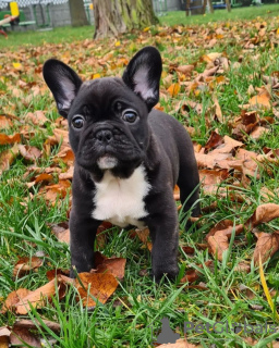 Foto №1. französische bulldogge - zum Verkauf in der Stadt Франкфурт-на-Майне | 331€ | Ankündigung № 117655