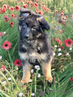 Foto №2 zu Ankündigung № 101193 zu verkaufen deutscher schäferhund - einkaufen Deutschland quotient 	ankündigung, züchter